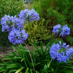 Agapanthus
