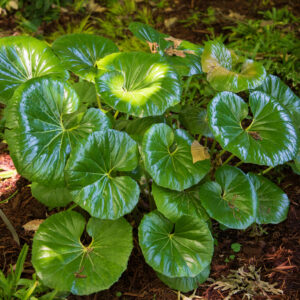 Leopard Plant