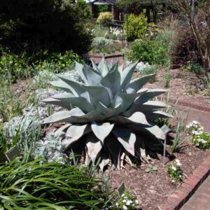 Agave