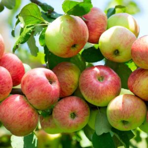 All Other Apples