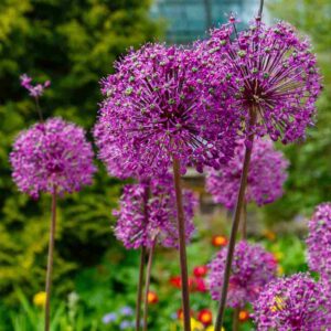 Alliums