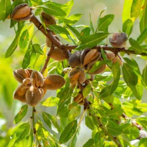 Almond