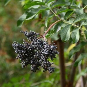 American Elderberries