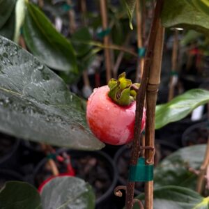 American Persimmon
