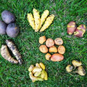 Andean Tubers