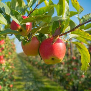 Apple Trees