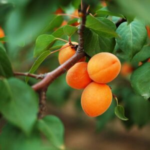 Apricot