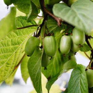 Arctic Beauty Kiwi Vines