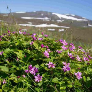 Arctic Raspberry