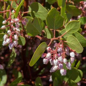 Manzanitas