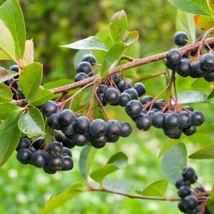 Aronia
