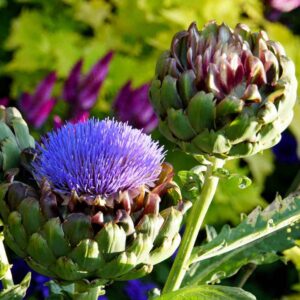 Artichoke