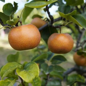 Asian Pears