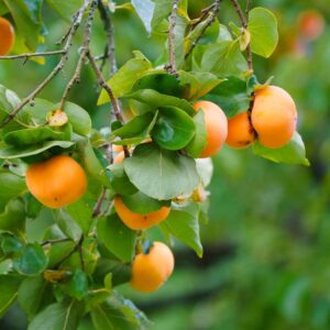 Asian Persimmon