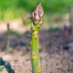 Asparagus