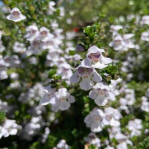 Australian Mint Bush