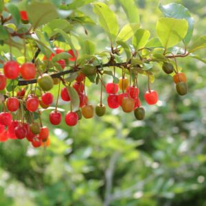 Autumn Olive