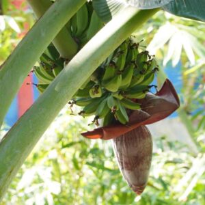 Banana