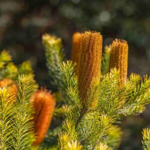 Banksia