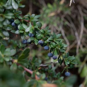Barberry