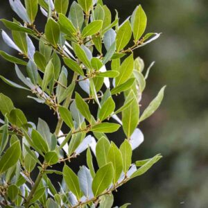 Bay Tree