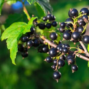 Black Currants