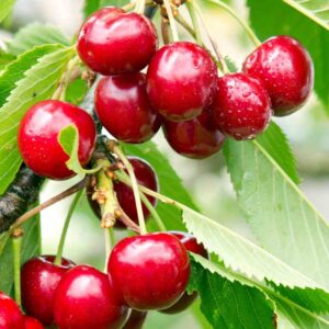 Bush Cherry