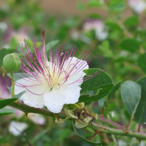 Caper