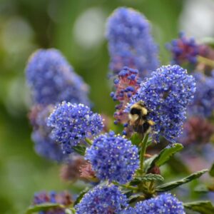 Ceanothus