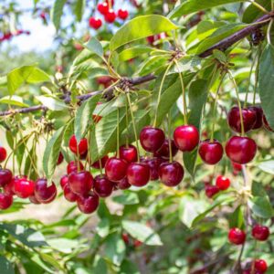 Cherry