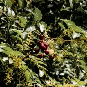 Chilean Hazelnut