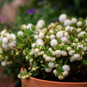 Chilean Wintergreen