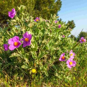 Cistus