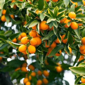 Citrus
