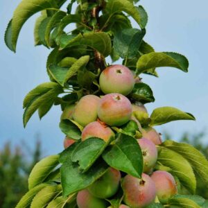 Columnar Apples