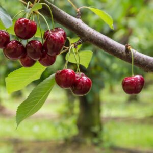 Combo Cherry Trees
