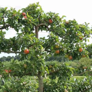 Combo/Espalier Apple Trees