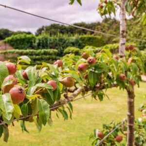 Combo/Espalier Pear Trees