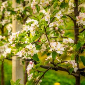Combo Fruit Trees