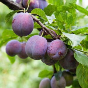 Combo Plum Trees