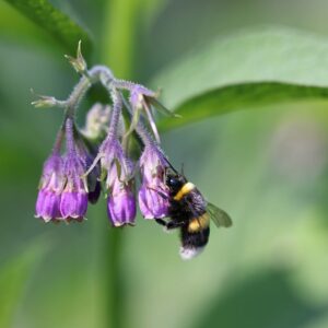 Comfrey
