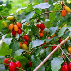 Cornelian Cherry