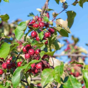 Crabapples