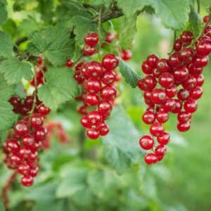 Currant