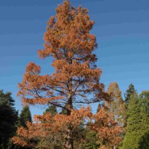 Dawn Redwood