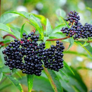 Elderberry