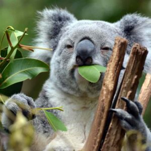Eucalyptus
