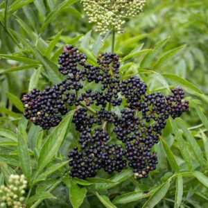 European Elderberries