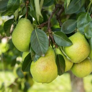 European Pears
