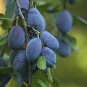 European Plums